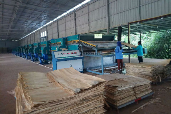 楊木單板干燥機